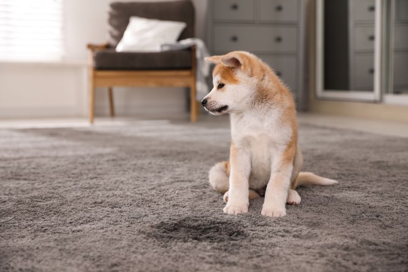 Common Carpet Stains And How Professionals Remove Them